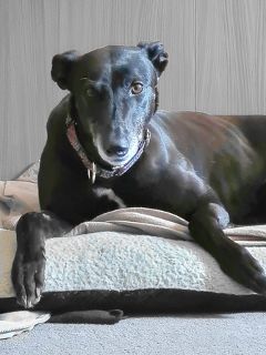Minty the Greyhound